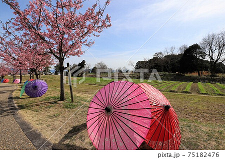 馬見丘陵公園 梅と桜の花回廊 馬見丘陵公園 梅と桜の花回廊 75182476