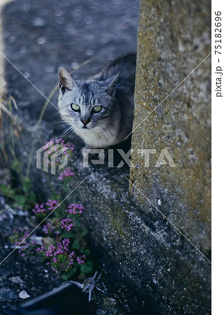 身を隠しながら顔を出している カメラ目線のサバ柄の猫と野草の写真素材