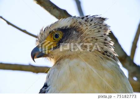 カンムリワシの幼鳥 75182773