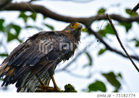 雨に濡れたカンムリワシ 75182774