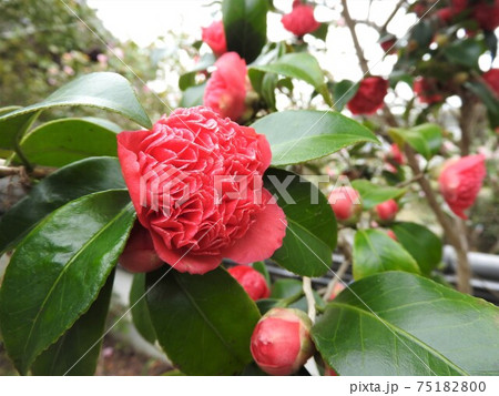 ツバキ（椿）：紅卜伴/紅唐子 75182800