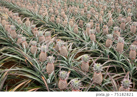 landscape of pineapple farm 75182821