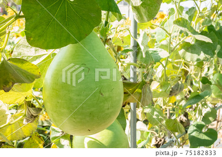 green bottle gourd 75182833