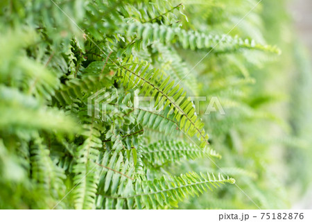 green fern with leaves on the wall 75182876