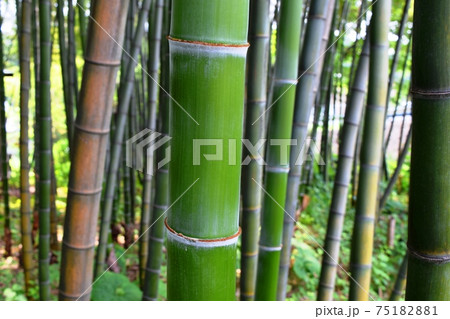 春の竹林 75182881