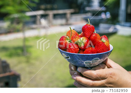 strawberries in natural background strawberries in natural background 75182950