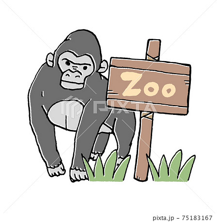 動物園のゴリラのイラスト 動物園のゴリラのイラスト 75183167