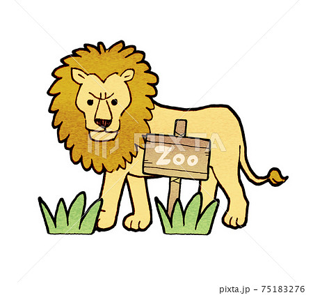 動物園のライオンのイラストのイラスト素材