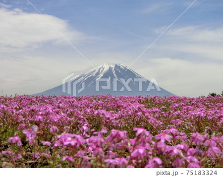 山梨県、富士芝桜祭り 山梨県、富士芝桜祭り 75183324