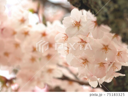 満開の桜、クローズアップ、染井吉野、ソメイヨシノ、背景素材 満開の桜、クローズアップ、染井吉野、ソメイヨシノ、背景素材 75183325