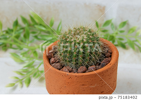 サボテン、ヘリテリー、植物、観葉植物、緑、トゲ、多肉植物 75183402