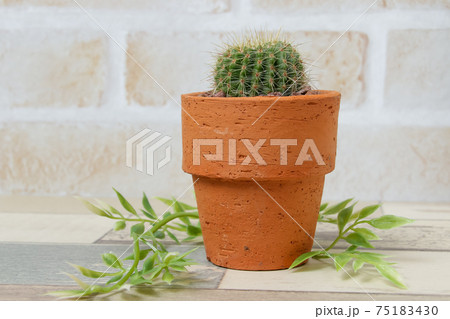 サボテン、ヘリテリー、植物、観葉植物、緑、トゲ、多肉植物 75183430