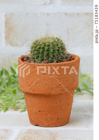 サボテン、ヘリテリー、植物、観葉植物、緑、トゲ、多肉植物 75183439