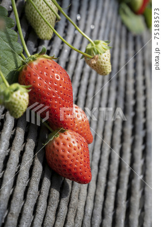 いちご農家の苺畑の風景 いちご農家の苺畑の風景 75183573