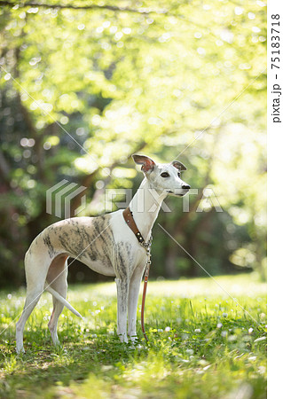 木陰の中で佇むウィペット 木陰の中で佇むウィペット 75183718