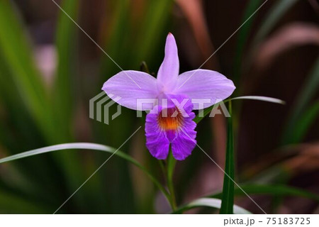花 フラワー お花 75183725