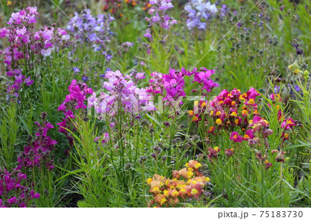 早春の花壇リナリアの花 75183730