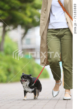 街中の歩道で犬の散歩をする飼い主とチワワ 街中の歩道で犬の散歩をする飼い主とチワワ 75183889