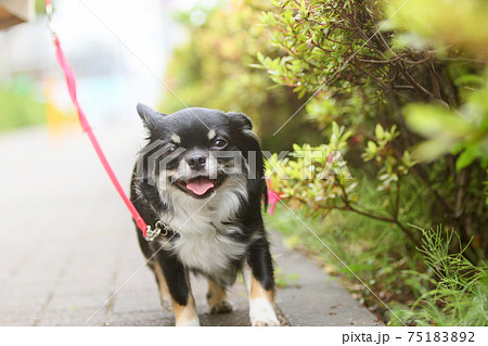 街中の歩道で犬の散歩をする飼い主とチワワの写真素材 7512 街中の歩道で犬の散歩をする飼い主とチワワの写真素材 7512