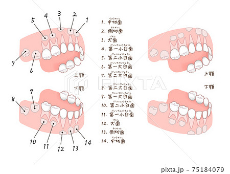 乳歯と生えてくる前の永久歯のイラストのイラスト素材