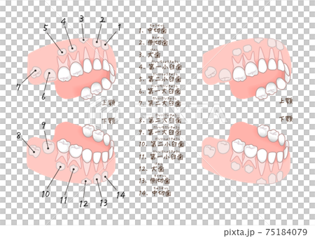Illustration of milk teeth and permanent teeth before they grow 75184079
