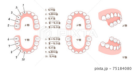 乳歯の歯列と名称のイラストのイラスト素材