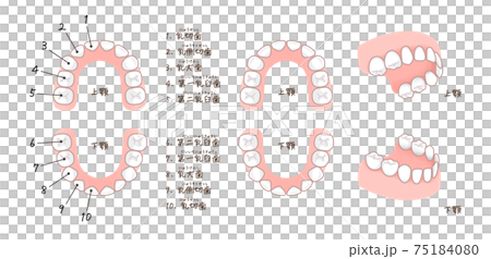 牙列和乳牙名稱的插圖 牙列和乳牙名稱的插圖 75184080