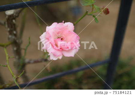 ピンク色の薔薇 つるヒストリーの写真素材