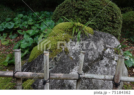 竹柵とノキシノブ 75184362