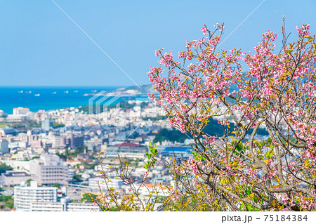 緋寒桜 緋寒桜 75184384