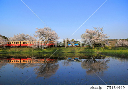 小湊鉄道と桜　飯給駅 75184449