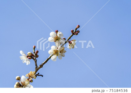 堤梅団地の梅の花 宮城県大河原町 堤梅団地の梅の花 宮城県大河原町 75184536