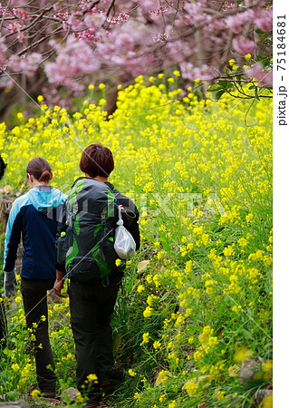 トレッキング トレッキング 75184681