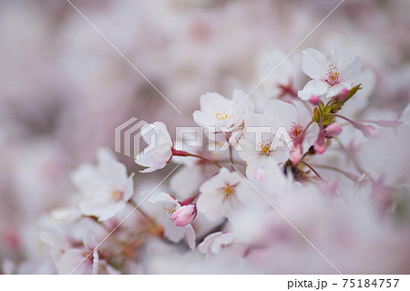 桜のクローズアップ 75184757