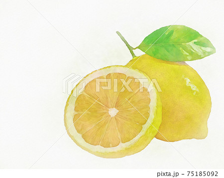 レモン 檸檬 手描き風 水彩画風のイラスト素材