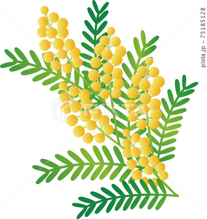 ミモザ　フサアカシア　春　花　植物　黄色　イラスト素材 75185128