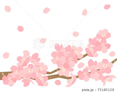 さくら127　桜 75185129