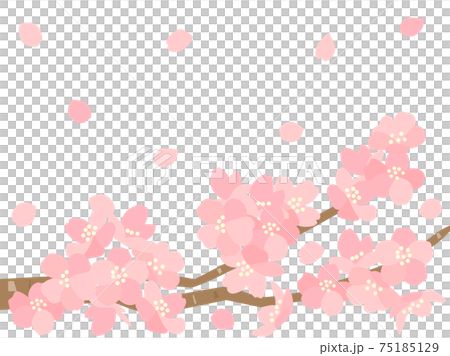 櫻花127櫻花 75185129