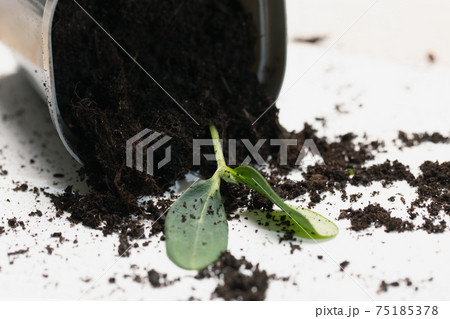 inverted pot with scattered soil and dead baby plant. 75185378