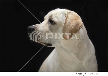 Young cute labrador retriever profile portrait on black background 75185392