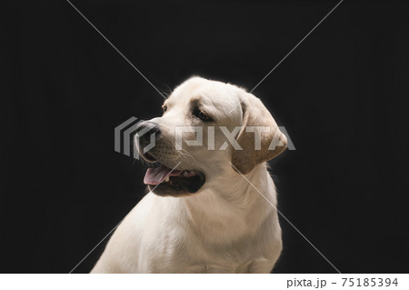 young dog labrador puppy in studio on black background headshots 75185394