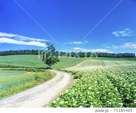 北海道美瑛町一棵樹 一個農場和土豆花 照片素材 圖片 圖庫