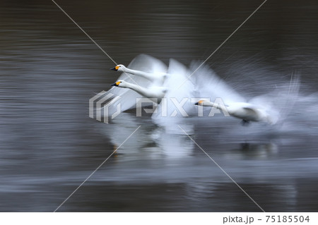 埼玉県比企郡川島町白鳥飛来地　白鳥の飛び立ち 75185504