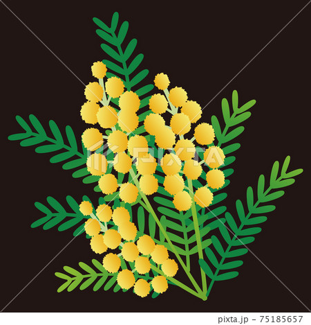 ミモザ フサアカシア 春 花 植物 黄色 イラスト素材 ミモザ フサアカシア 春 花 植物 黄色 イラスト素材 75185657