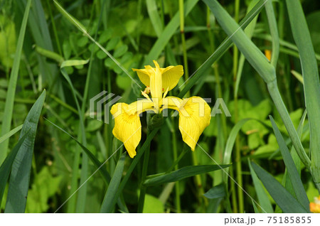 黄色の花を咲かせたキショウブと推定される植物を撮影した写真 黄色の花を咲かせたキショウブと推定される植物を撮影した写真 75185855