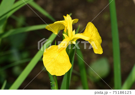 黄色の花を咲かせたキショウブと推定される植物を撮影した写真 75186125