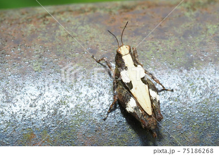 ヒシバッタの一種 ヒシバッタの一種 75186268