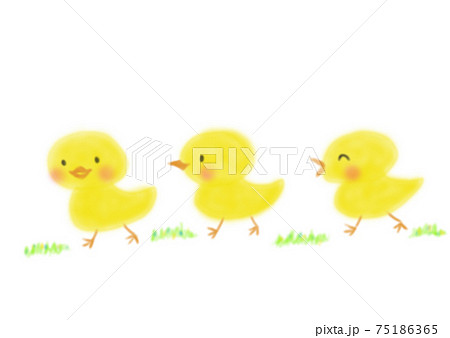 ひよこの行進 ひよこの行進 75186365