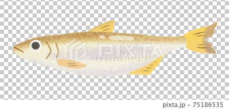 Fish illustration without main line_Shishamo Fish illustration without main line_Shishamo 75186535
