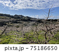 青い空と畑と梅の木 75186650